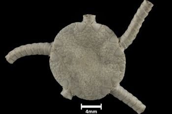 Media type: image;   Invertebrate Zoology OPH-619 Description: Top down view of single ophiuroid specimen with a scale bar.;  Aspect: dorsal